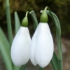galanthus plicatus - abriachan nurseries